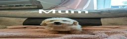 Maltipoo dogs for sale: Toy maltipoo f1b - Advert 4