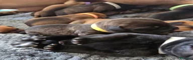 Mixed Breed 2