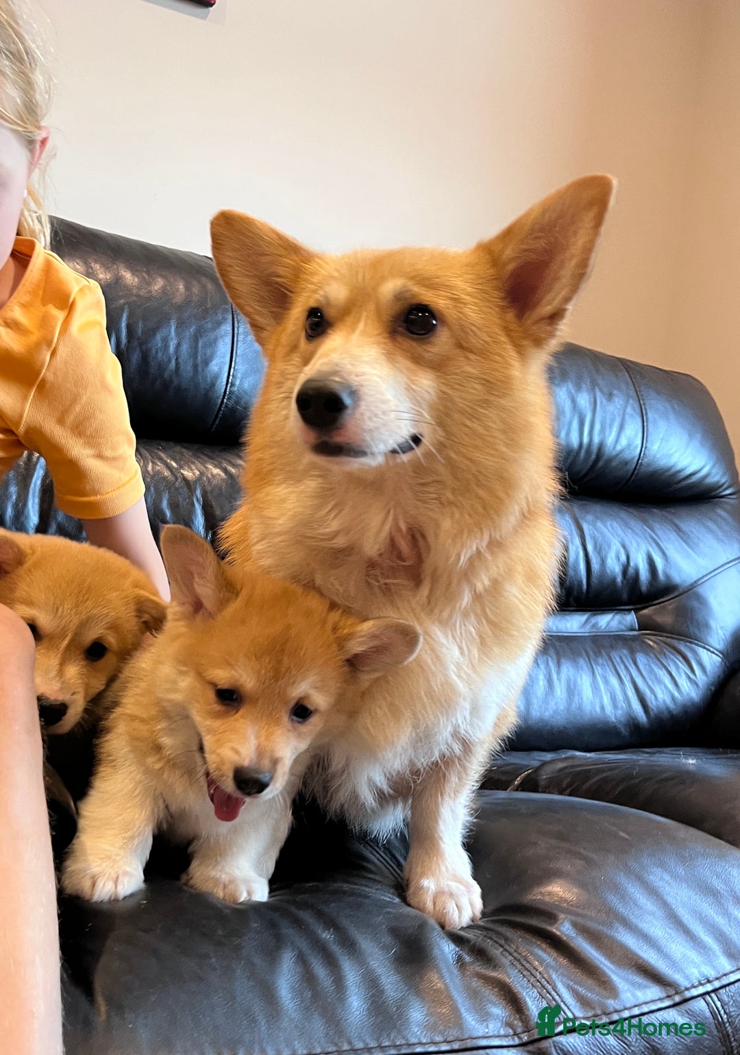 Welsh Corgi Pembroke dogs for sale: KC registered puppies 🐶  - Image 5
