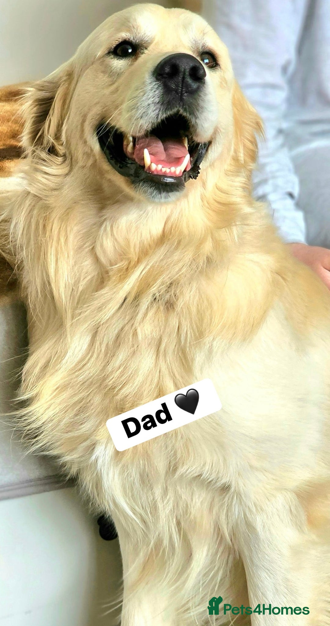 Golden Retriever dogs for sale: 6 KC REG CHUNKY GOLDEN RETRIEVER BOYS  - Advert 7