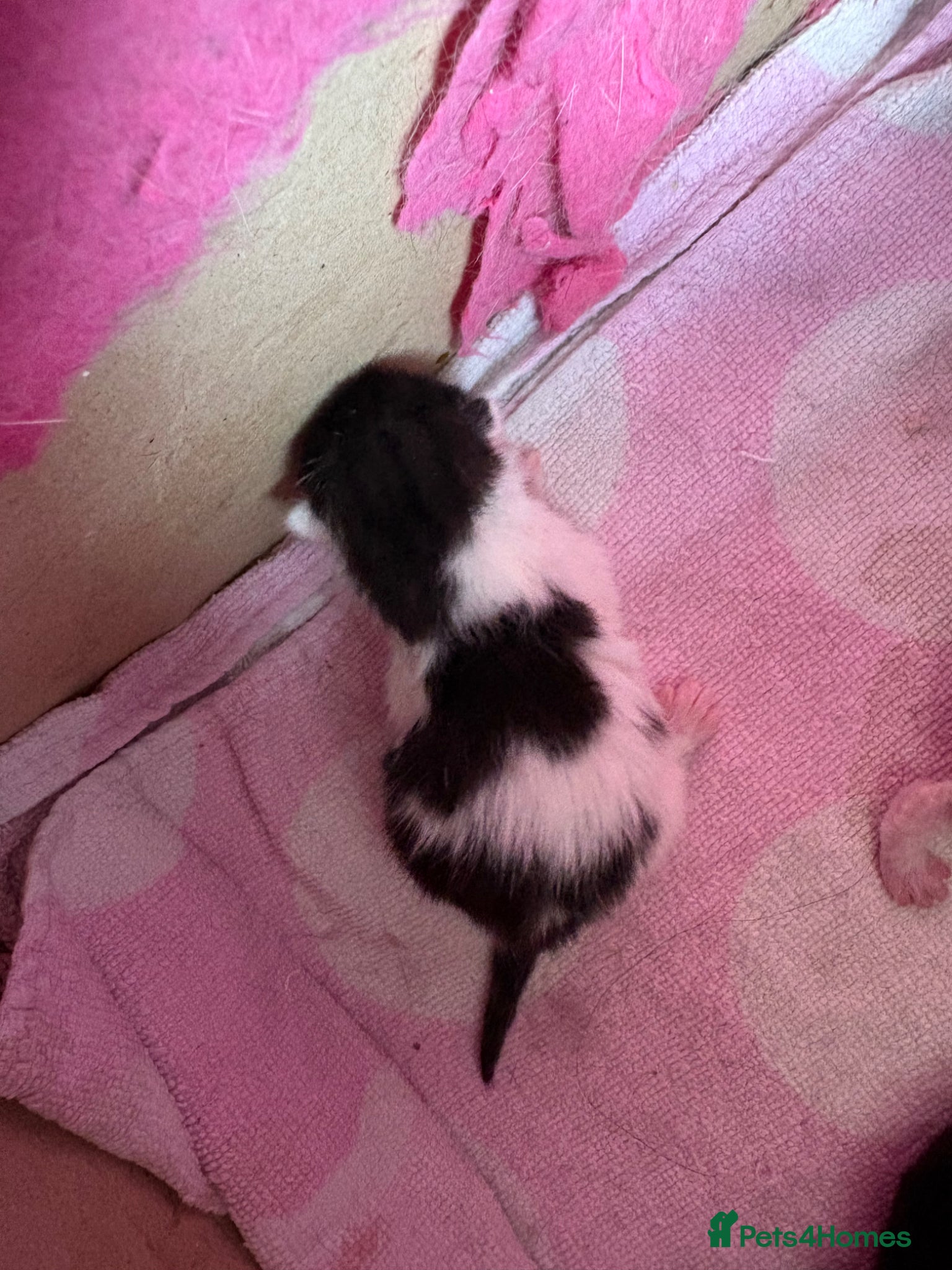 Mixed Breed cats for sale: Beautiful kittens  - Advert 10