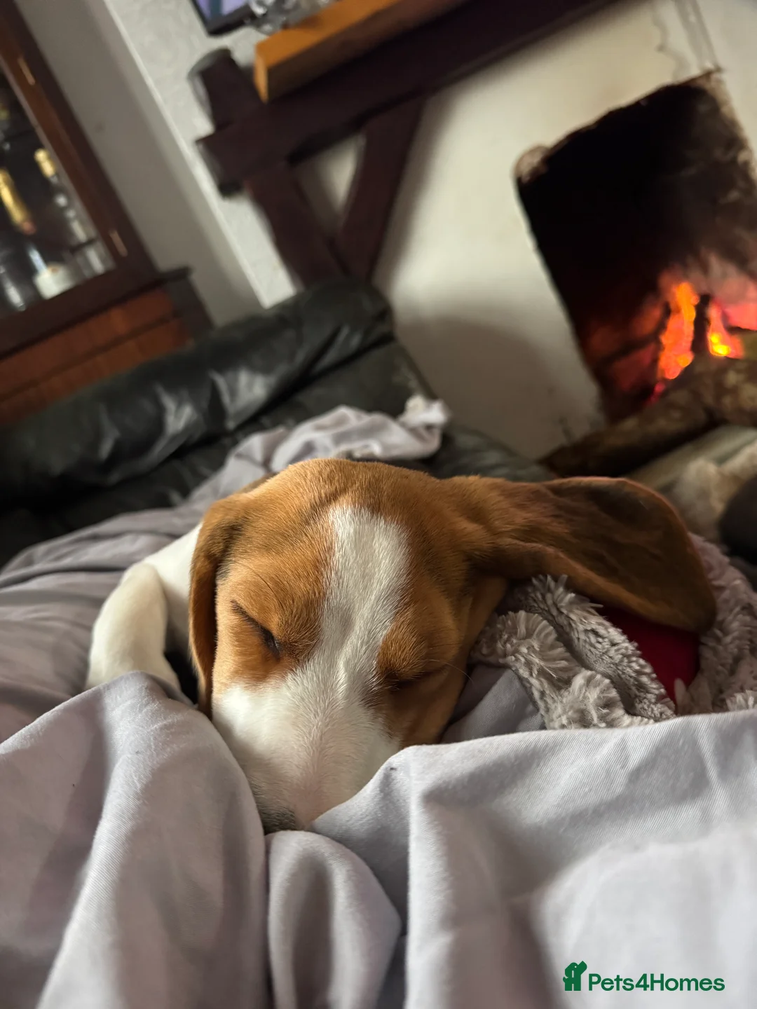 Beagle dogs for sale: Orio  - Advert 5