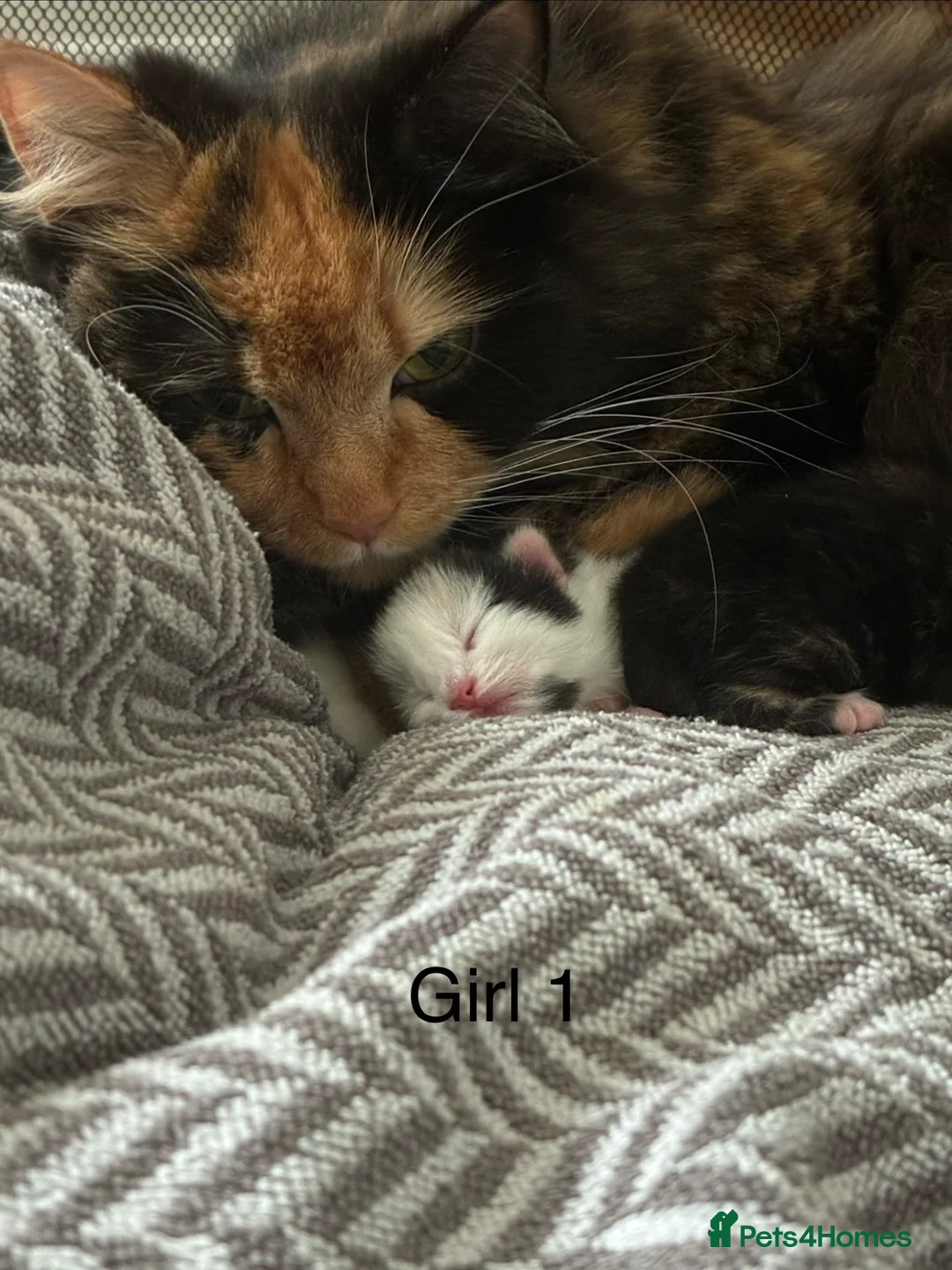 Mixed Breed cats for sale: Mixed breed kittens in Barnstaple - Advert 2