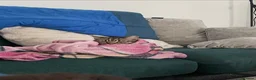 Domestic Shorthair cats for sale: Gorgeous Tabby siblings  - Advert 4