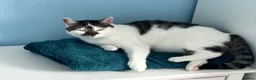 Mixed Breed cats for sale: 2 Adult Cats For Adoption  - Advert 17