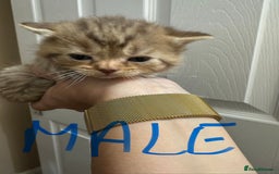 British Shorthair cats for sale: Kittens British shorthair mixed  - Image 13