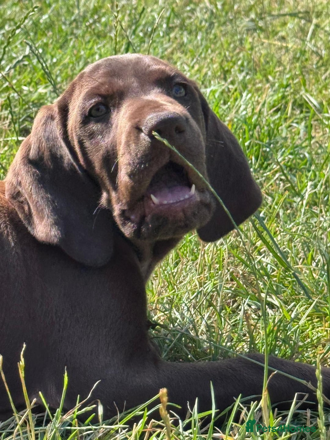 German Shorthaired Pointer dogs for sale: Mrs Dorota Sadowska - Image 16