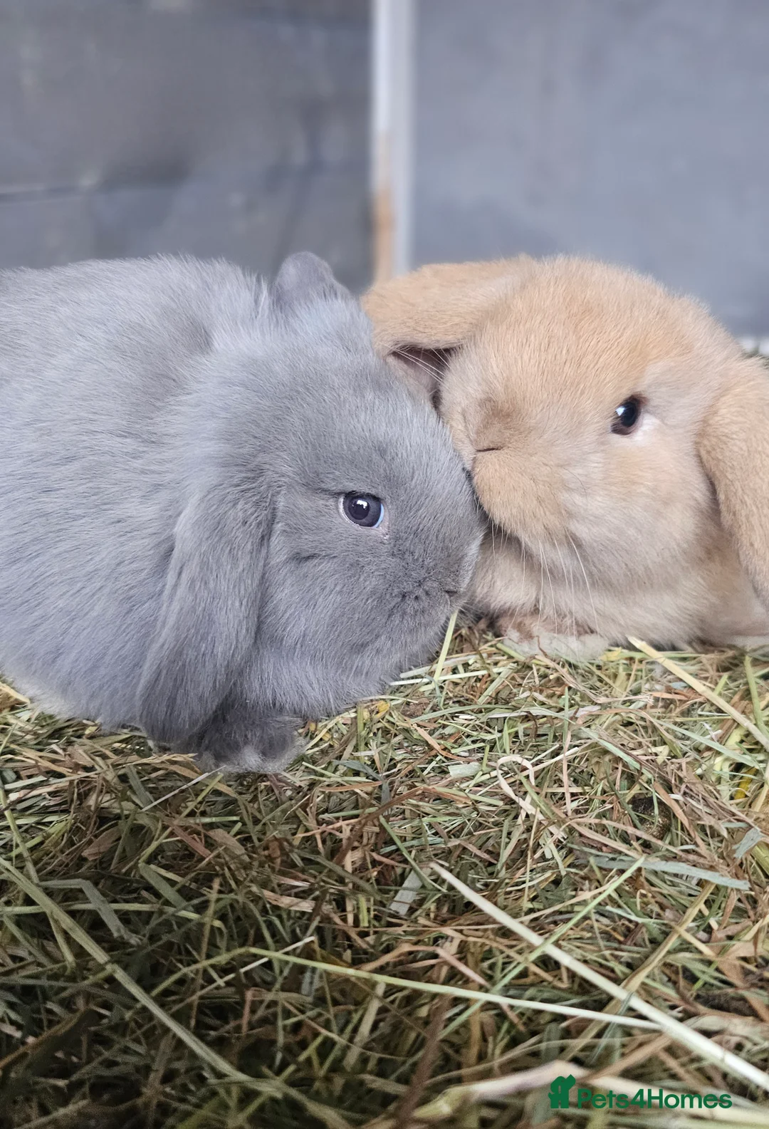 Mini Lop rabbits for sale: 2 available-Beautiful mini lop Boy bunnies 9 weeks - Advert 1