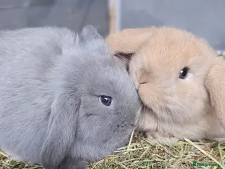 Mini Lop rabbits 2 available-Beautiful mini lop Boy bunnies 9 weeks - Advert 2