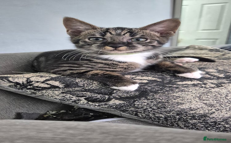 Savannah cats Reduced!! F5 SAVANNAH KITTENS READY NOW 2 left  - Advert 5