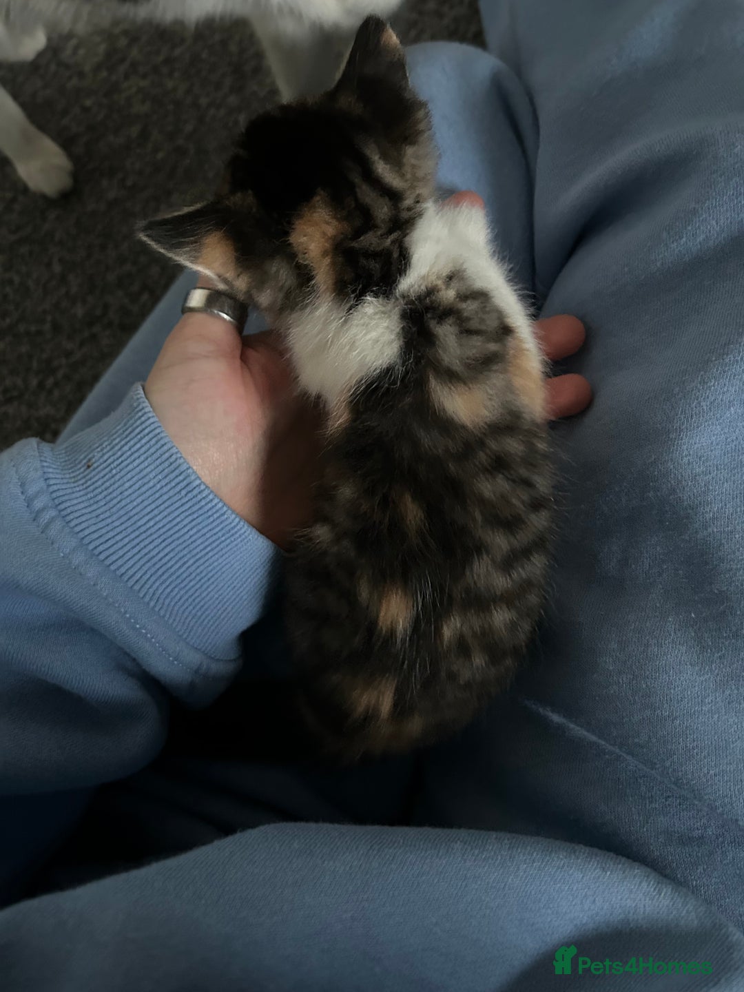 Ragdoll cats for sale: Ragdoll x Tabby Gorgeous Rare Coat Kittens - Advert 19