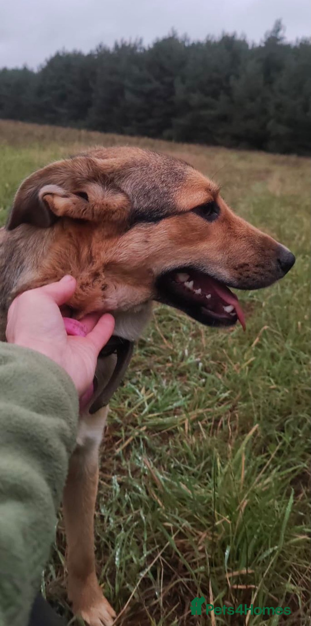 German Shepherd dogs for adoption: SHAYLA – German Shepherd (Female) - Advert 3