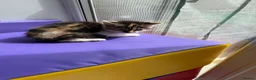 Mixed Breed cats for sale: 4 STUNNING KITTENS READY FOR A LOVING HOME - Advert 11