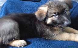 German Shepherd dogs for sale: KC Long Haired, Last Remaining boy  - Image 4