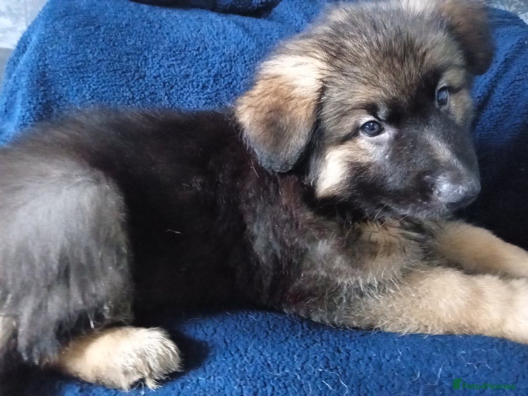 German Shepherd dogs for sale: KC Long Haired, Last Remaining boy  - Image 4