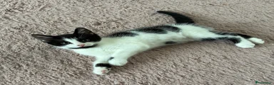 British shorthair 4
