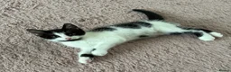 British Longhair cats for sale: 5 Adorable kittens - Advert 32