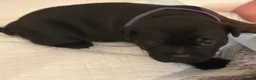 Staffordshire Bull Terrier dogs for sale: Brave Spirits With Loving Hearts in Watford - Advert 8