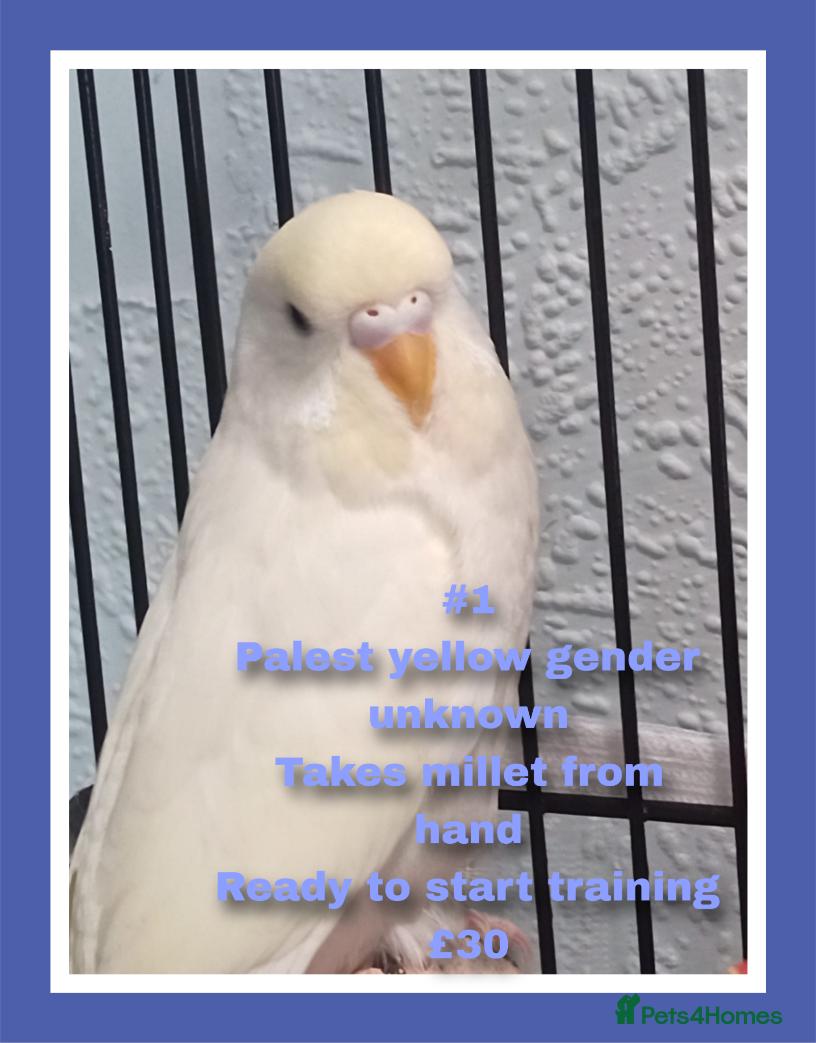 Budgerigars birds Well handled baby budgies priced from £30. - Advert 2