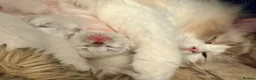 Ragdoll cats for sale: 5 ragdoll kittens  - Advert 22