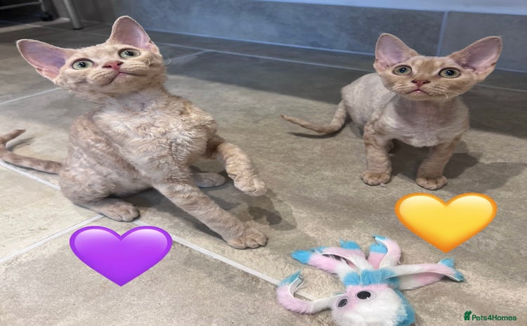 Devon Rex cats - Advert 1