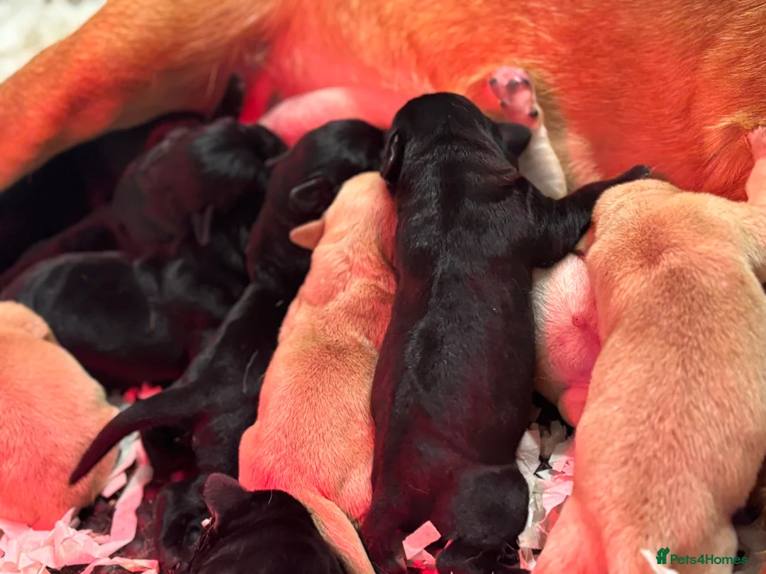 Labrador Retriever dogs for stud: Black labrador stud- FULLY HEALTH TESTED in Leyburn - Advert 11