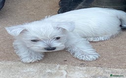 West Highland Terrier dogs for sale: 1 WESTiE BOY AVAILABLE!! - Image 17