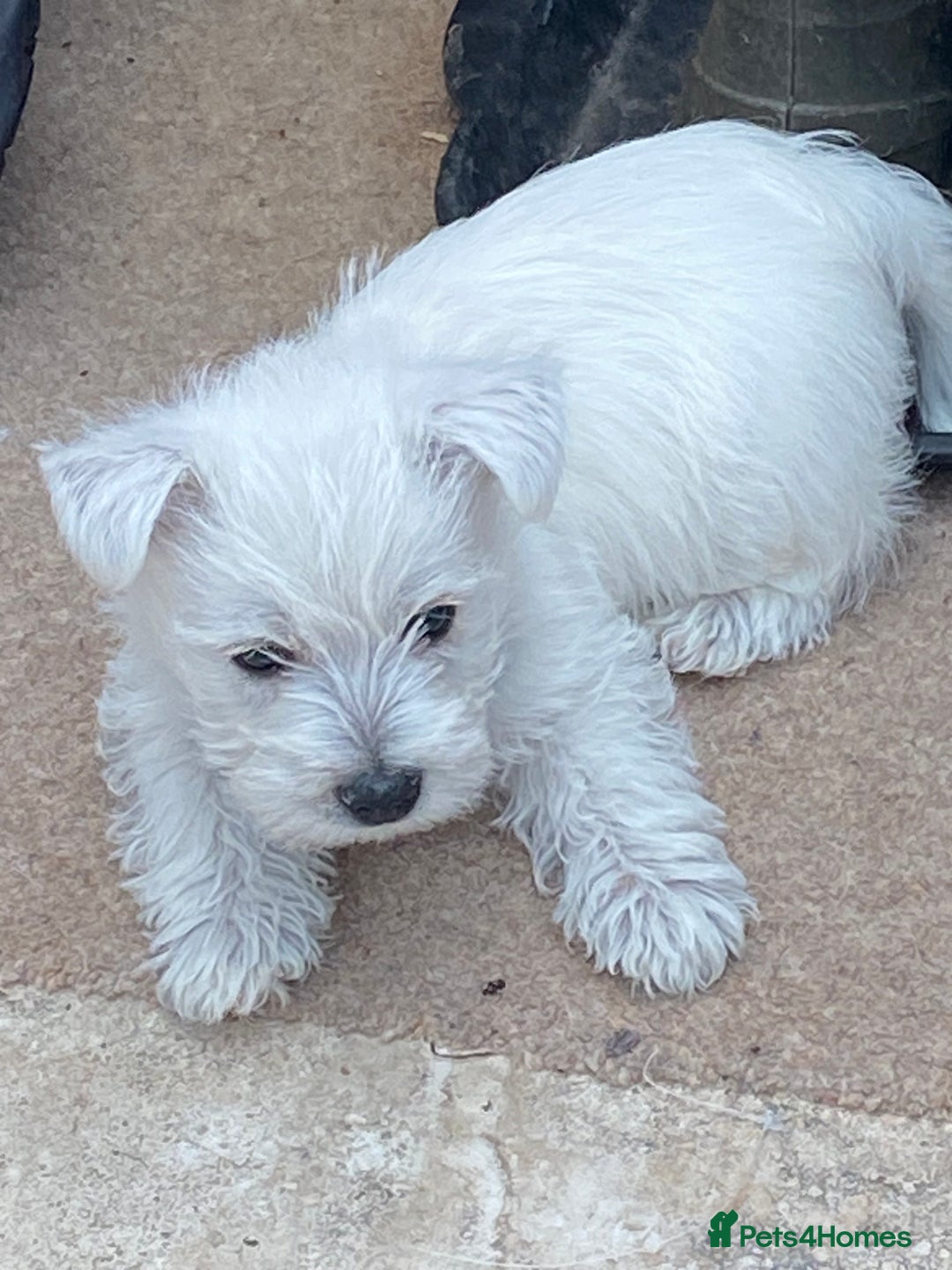 West Highland Terrier dogs for sale: 1 WESTiE BOY AVAILABLE!! - Image 17