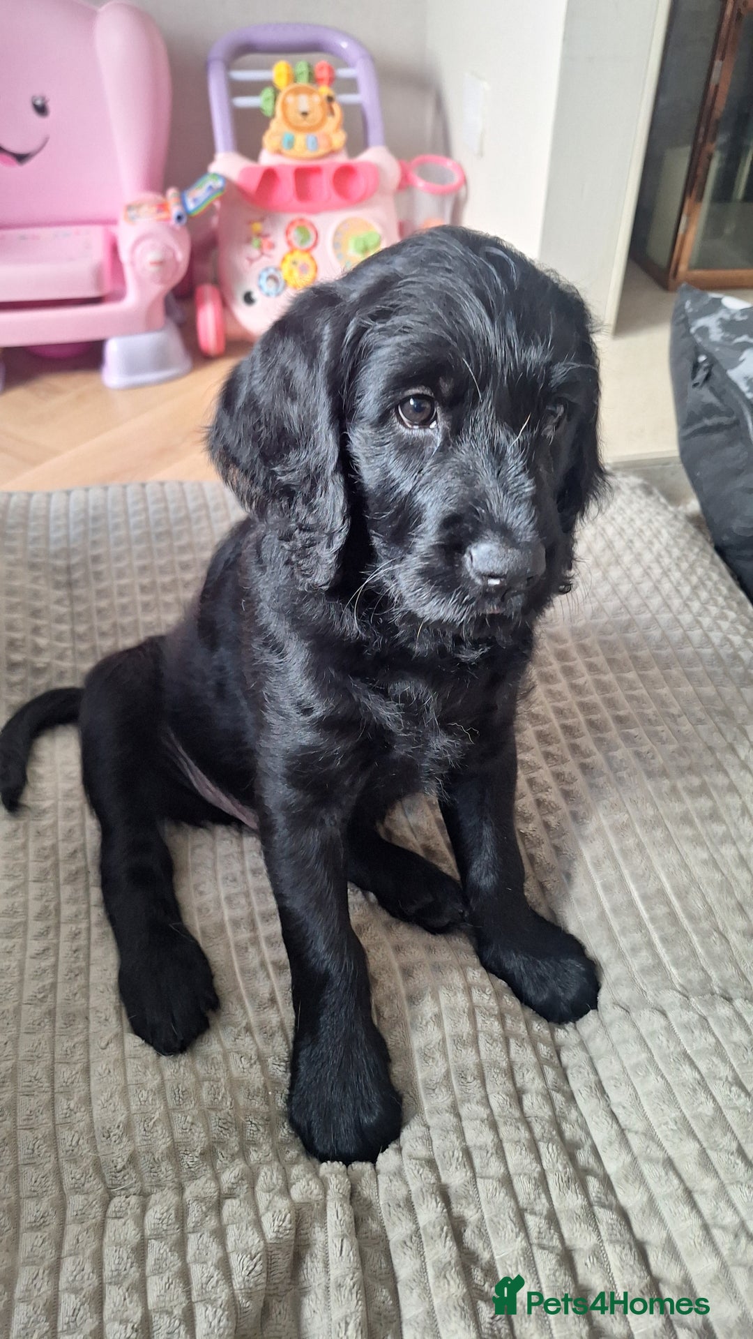 Labradoodle dogs for sale: Labradoodles x2 boys. Alloa - Image 5