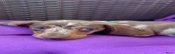 Miniature Dachshund dogs for sale: Miniature Dachshund Fluffy & Smooth  - Advert 1