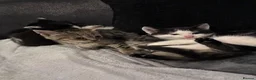 Mixed Breed cats for sale:  Adorable Kittens Looking for Their Forever Homes - Advert 22