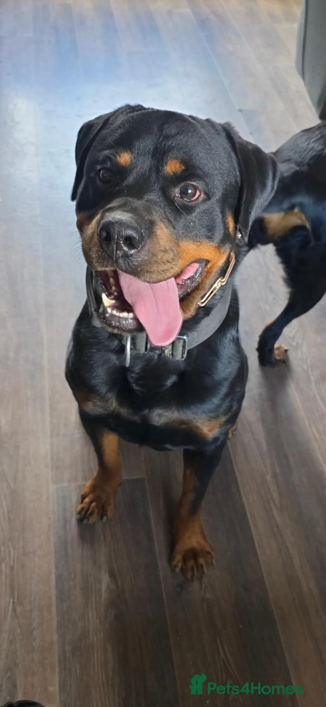 Rottweiler dogs for sale: Digger boy - Advert 1