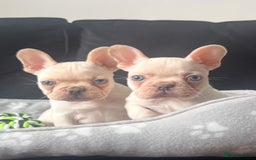 French Bulldog dogs for sale: French bulldogs READY NOW - Image 2