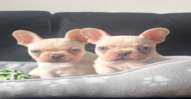 French Bulldog dogs - Advert 4