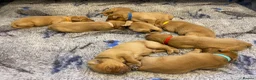 Labrador Retriever dogs for sale: FOX RED LAB PUPS PARENTS EXTENSIVELY HEALTH TESTED - Advert 6