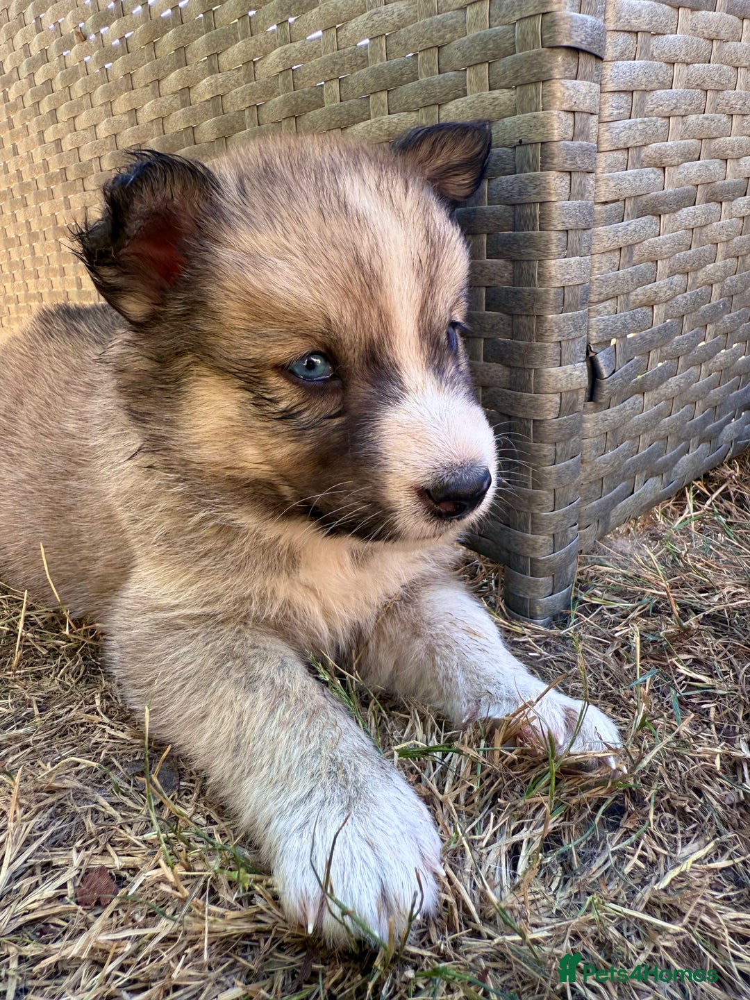 Pomsky dogs for sale: F4❗️READY 🏡 (brown/ bi eyed) REDUCED 💫  - Image 17