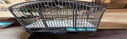 Parrots birds for sale: Tame Lord Derbyran parrot - Advert 10