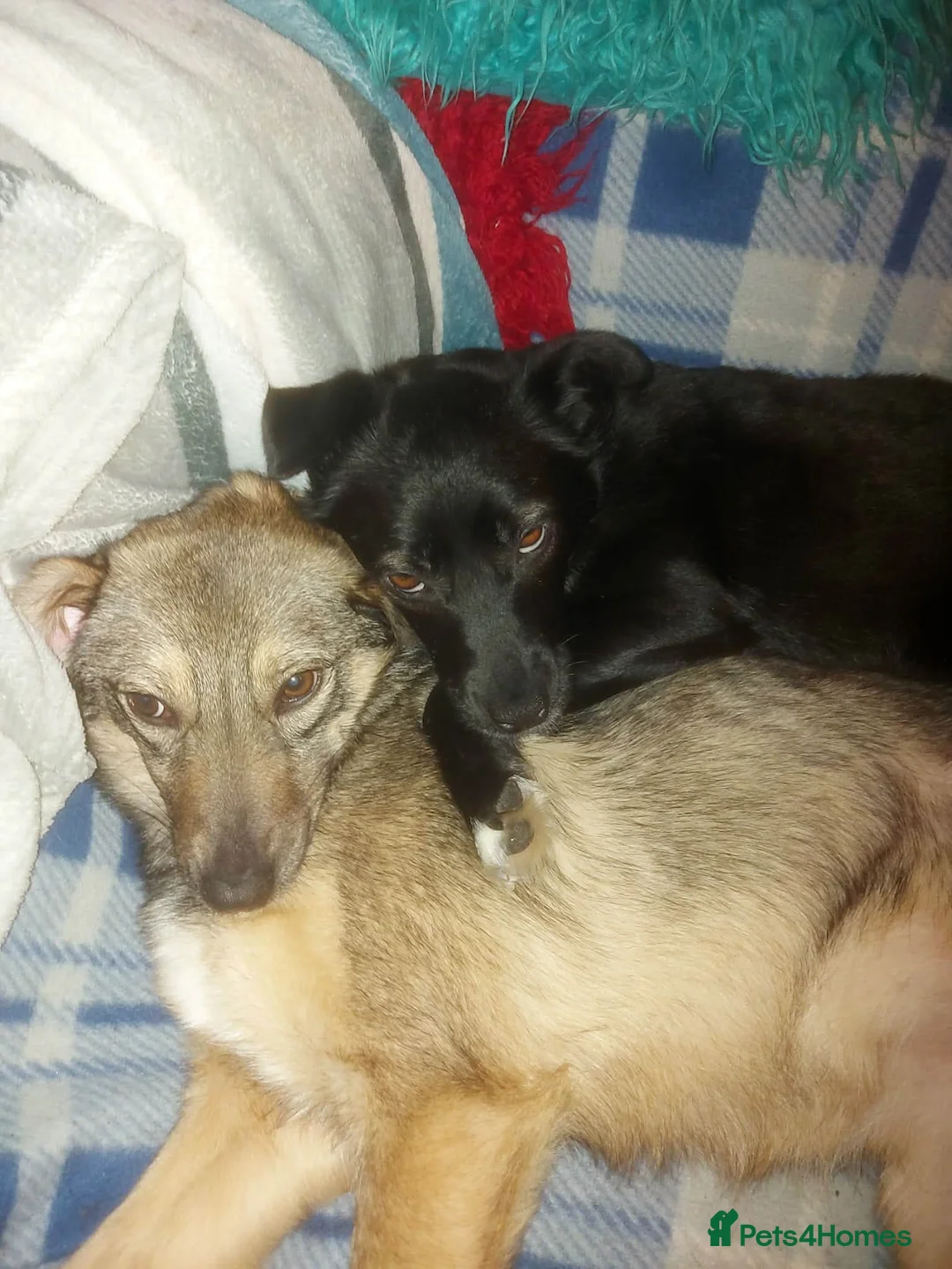 Mixed Breed dogs for adoption: BONDED PAIR: Spirit and Margot for adoption - Advert 16