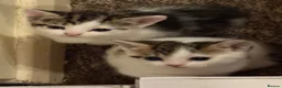 Mixed Breed cats for sale: Adorable mixed Kittens  - Advert 22