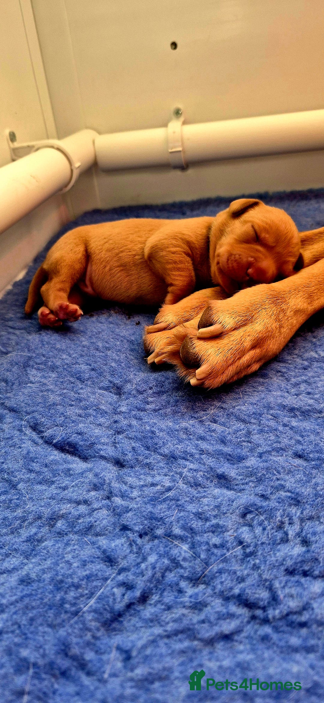 Labrador Retriever dogs for sale: KC REG Labrador working Line Fox Red - Image 13
