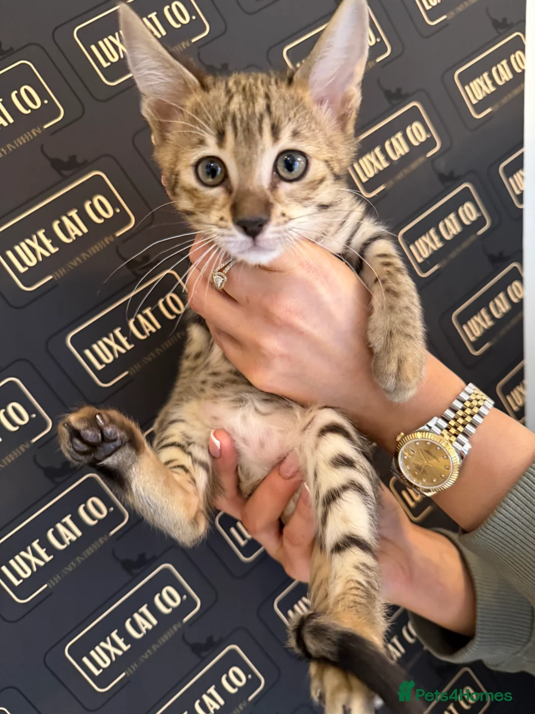 Savannah cats for sale: TICA F3 Savannah Kittens - Luxe Cat co. in Blackpool - Advert 5