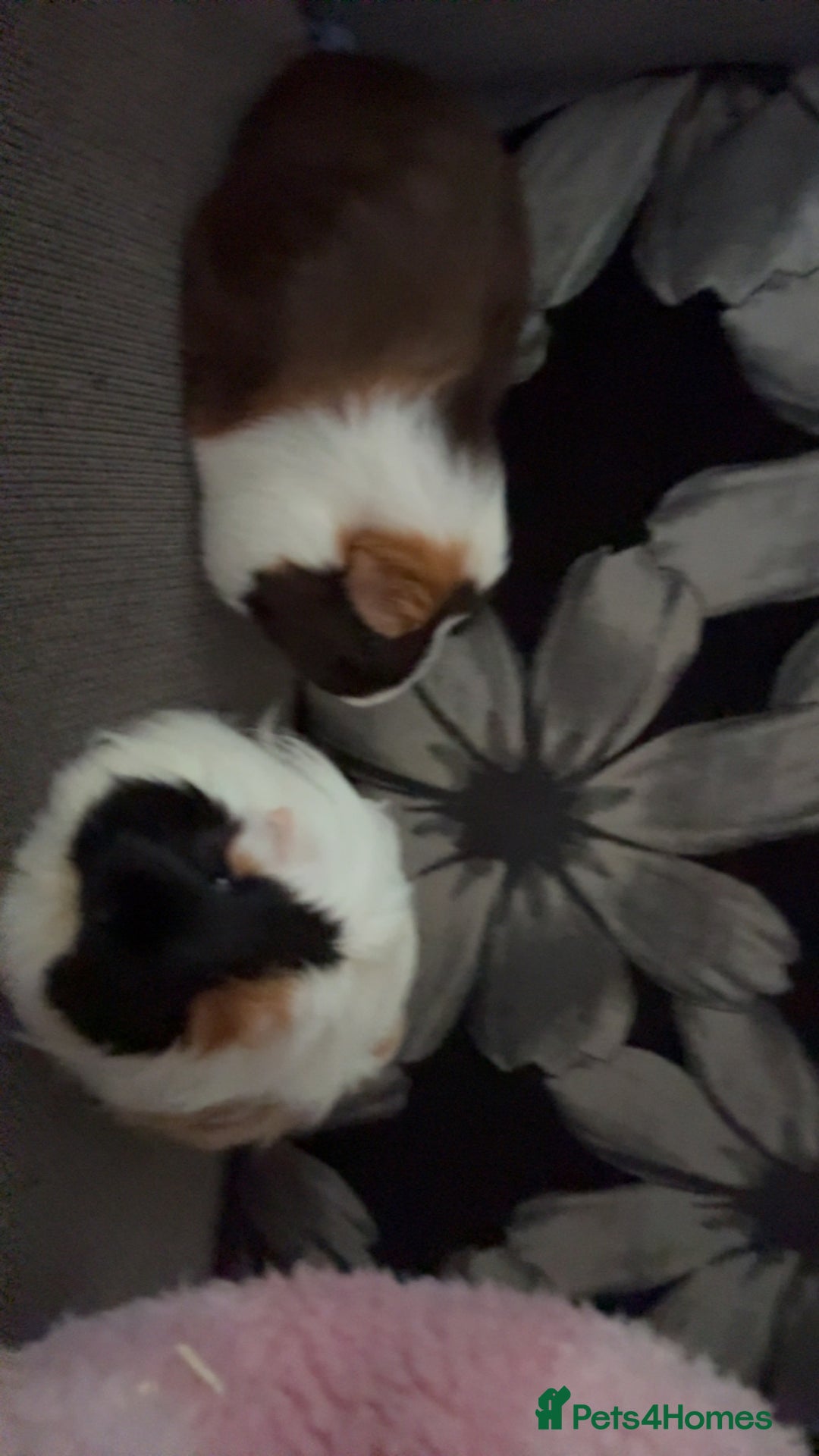 Guinea Pig rodents for sale: 2 lovely bonded girls  - Advert 1