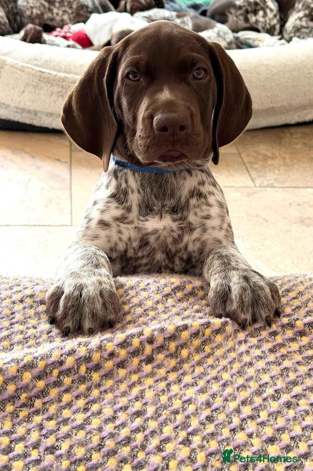 German Shorthaired Pointer dogs Stunning German Shorthaired Pointer Pups KC Reg'd - Advert 6
