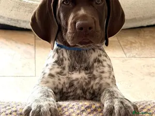 German Shorthaired Pointer dogs Stunning German Shorthaired Pointer Pups KC Reg'd - Advert 6
