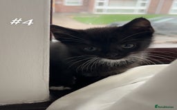Mixed Breed cats for sale: 4 beautiful kittens ready for new home - Image 3