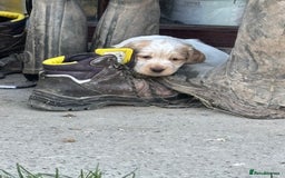 Mixed Breed dogs for sale: Clumber x Cocker Puppies  in Warminster - Image 10
