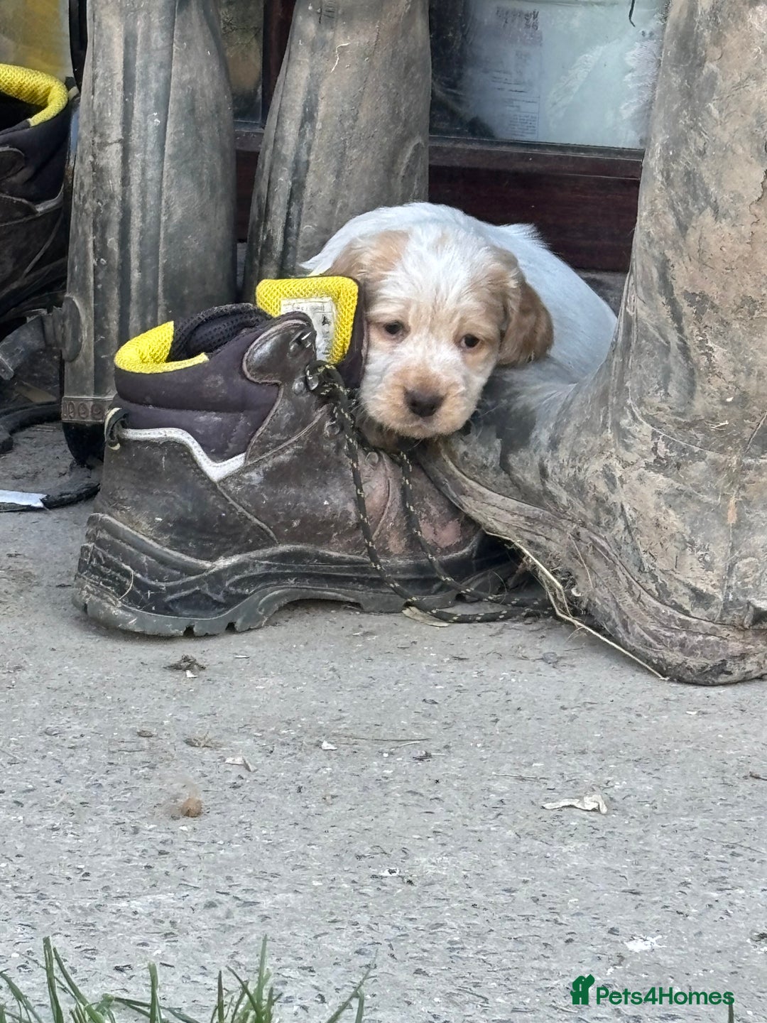 Mixed Breed dogs for sale: Clumber x Cocker Puppies  in Warminster - Image 10