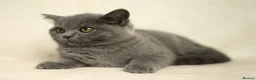 British Shorthair cats for sale: Blue British Shorthair 2 Kittens Left **MUST SEE** - Advert 2