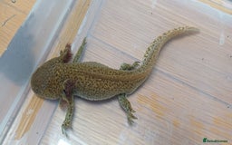 Axolotl reptiles for sale: 3 axolotyls available  - Image 3