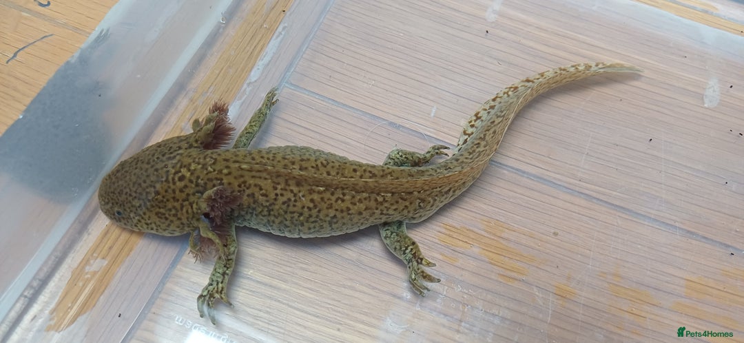 Axolotl reptiles for sale: 3 axolotyls available  - Image 3